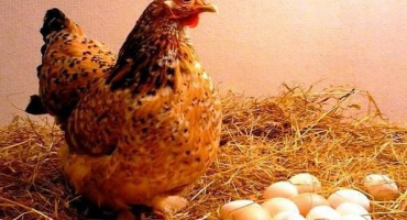 Kolik dní nebo dní trvá, než se slepice vylíhne kuřata, doporučení pro výběr vajec